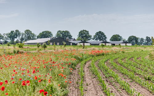 Op deze slide wordt getoond landbouwgrond met bloemenrand foto door Joniisraeli.